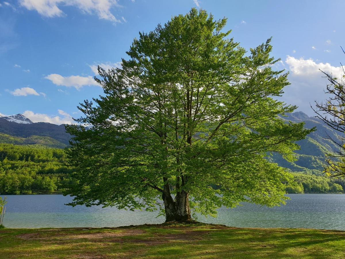 Apartments Vila Darja Bohinj Dış mekan fotoğraf