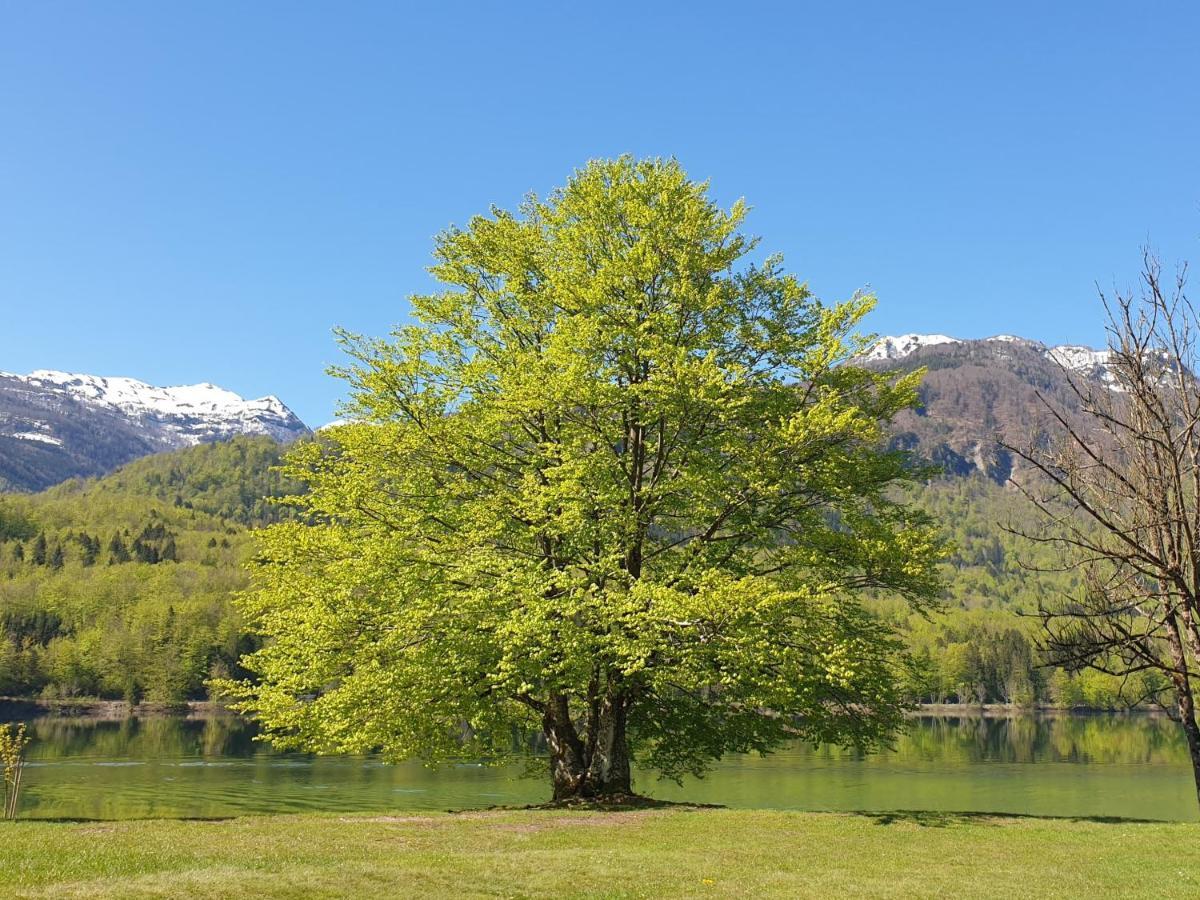 Apartments Vila Darja Bohinj Dış mekan fotoğraf